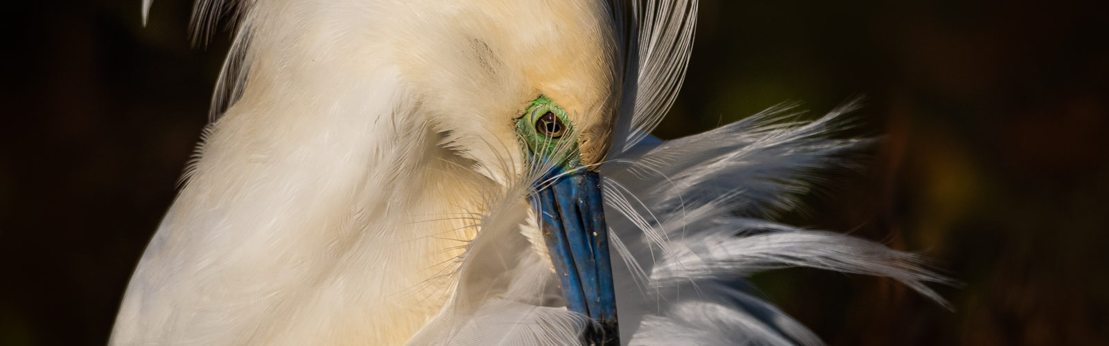 Le Crabier blanc