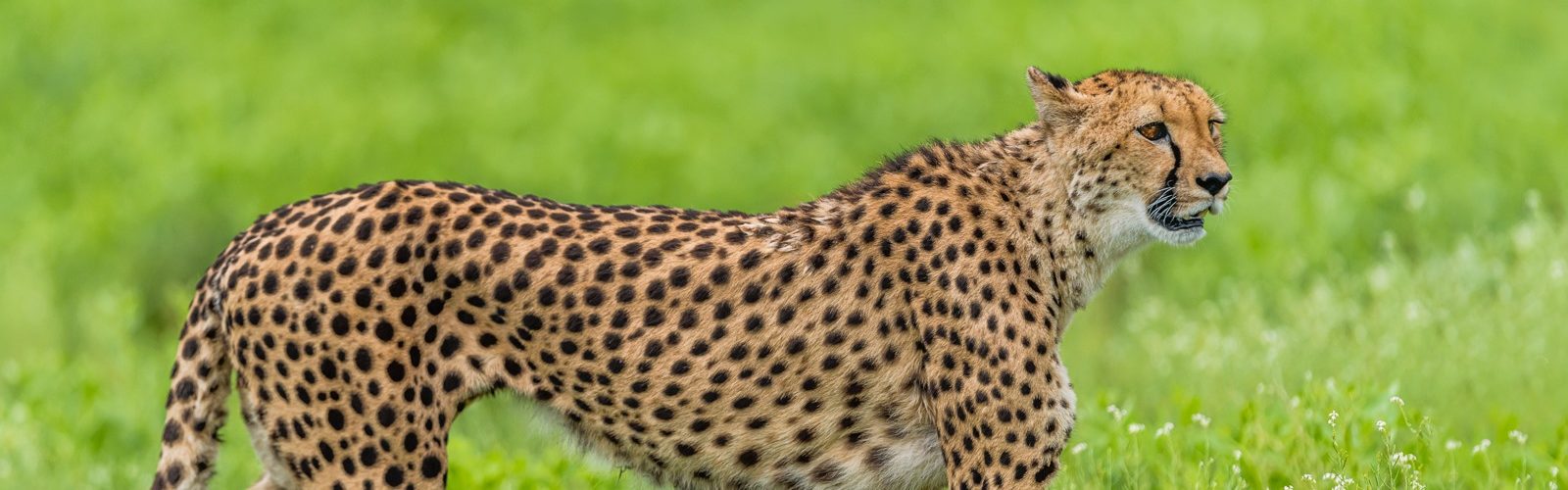 Guépard d’Etosha