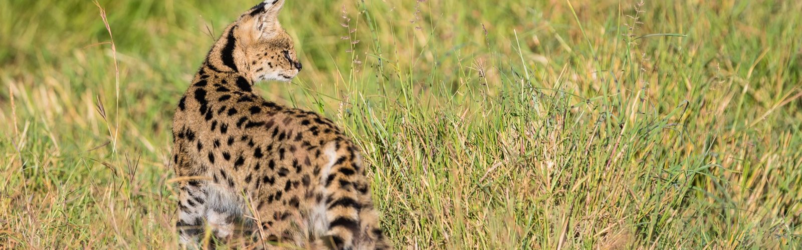 Le Serval