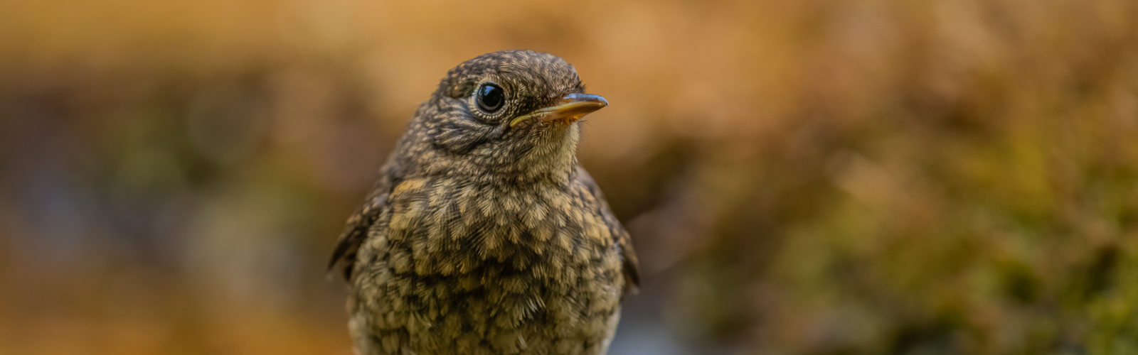 Rougegorge familier