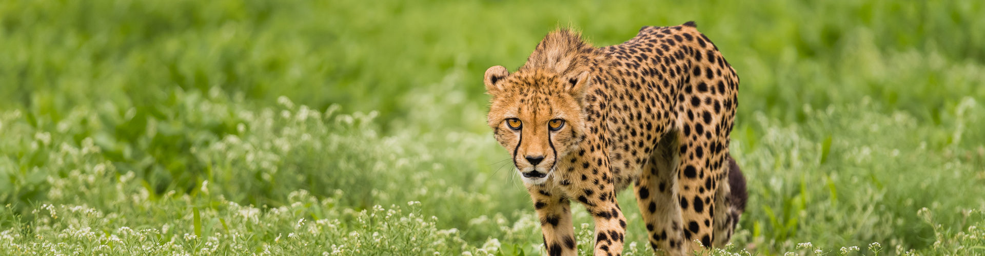 Le guépard africain