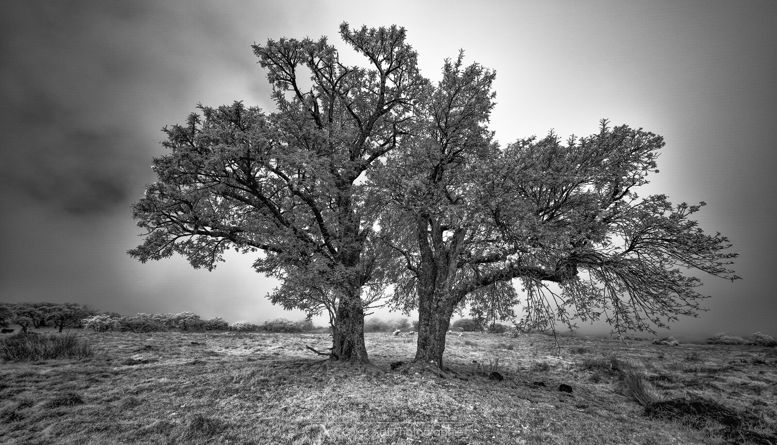 les 2 frères - arbres en infrarouge