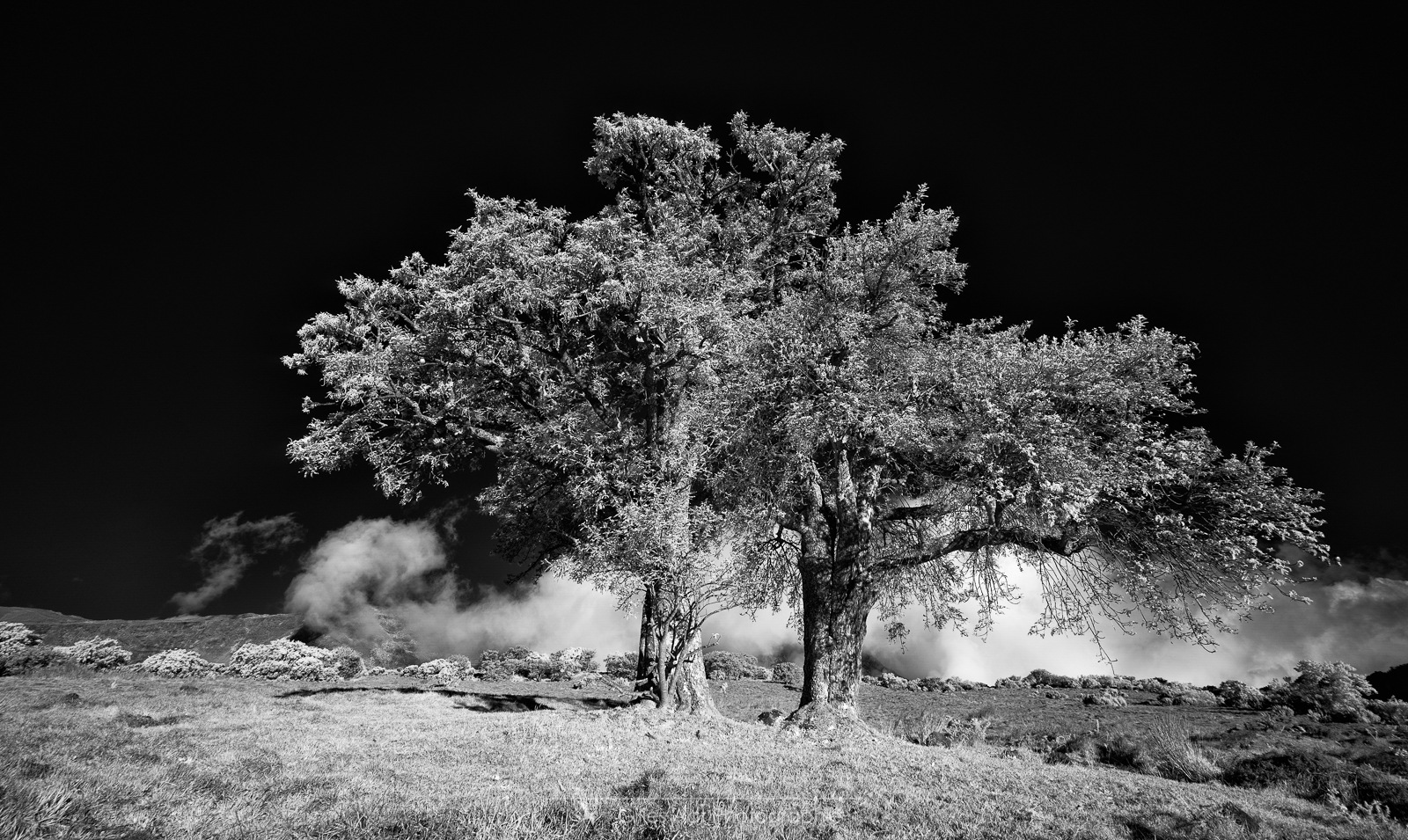 les 2 frères - arbres en infrarouge