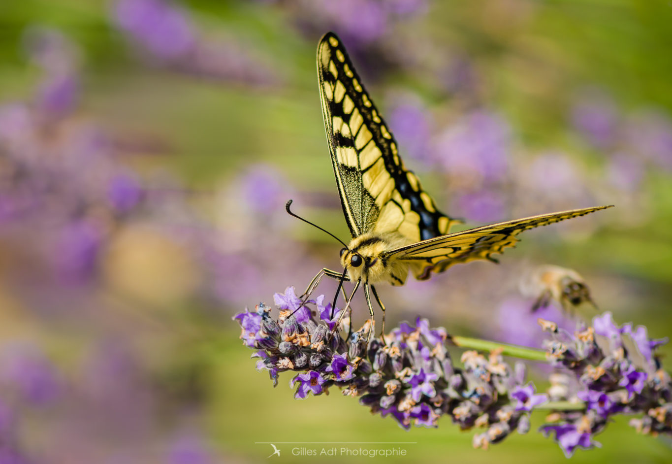 Le machaon