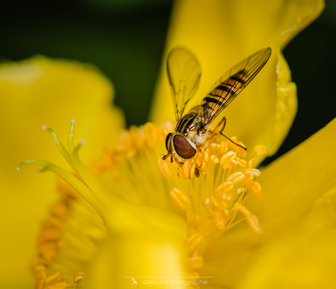 La syrphe à la fleur jaune