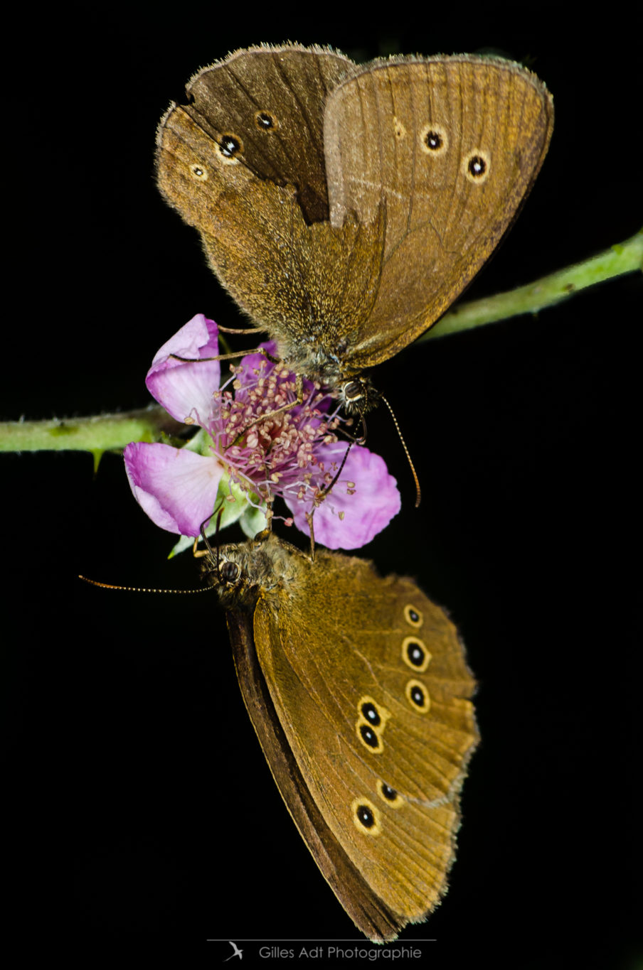 Symétrie de papillons