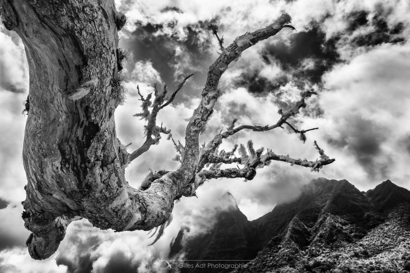 un arbre vers le ciel