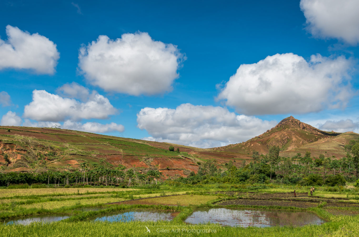 Rizières malgaches