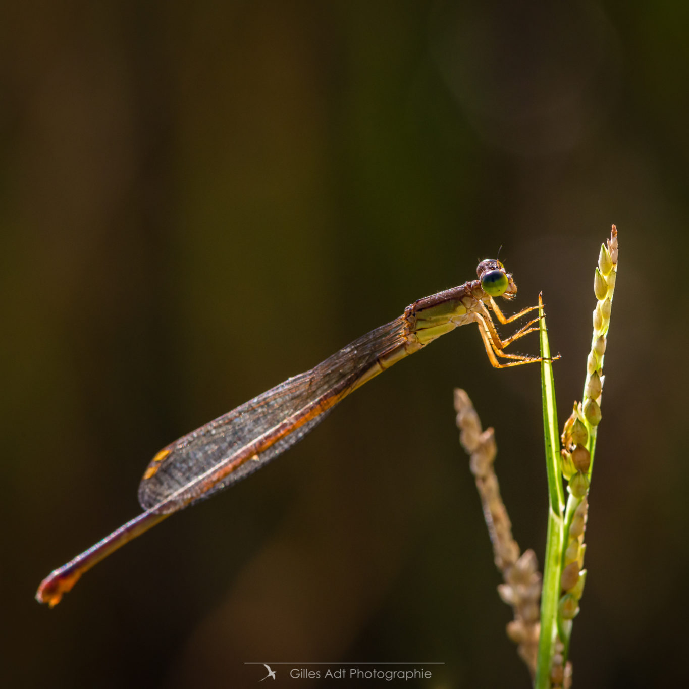 Demoiselle