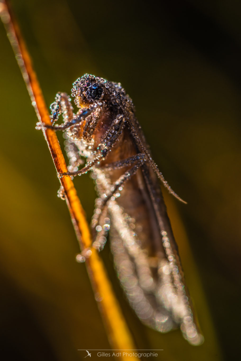 Insecte de rosée