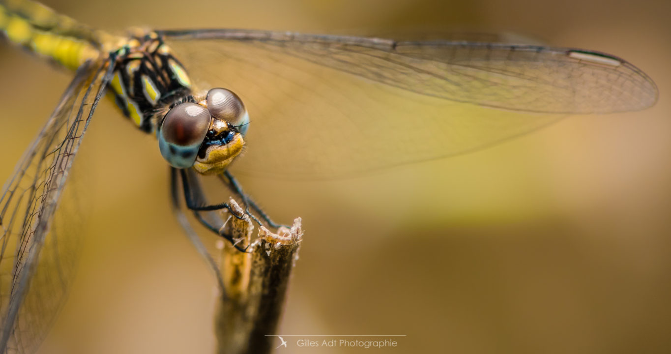 Portrait de libellule