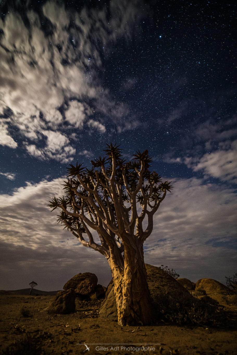 L'arbre à carquois sous les étoiles