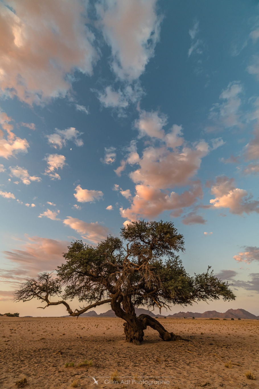 Arbre du Namib