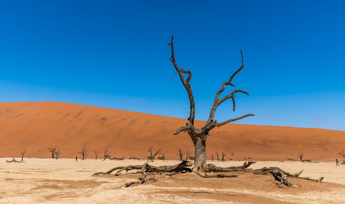 Acacias du désert