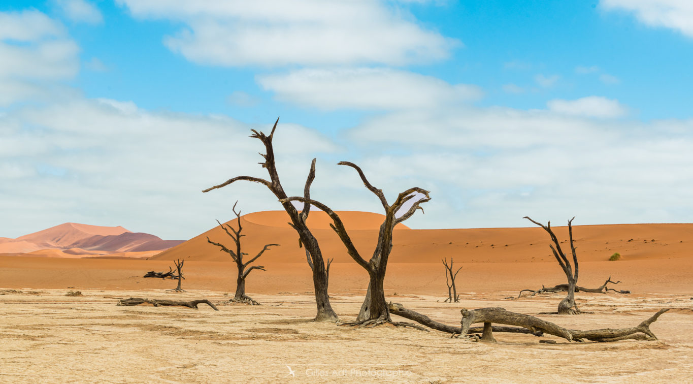 Barrières de dunes