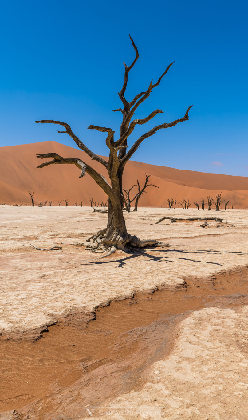 Argile et acacia