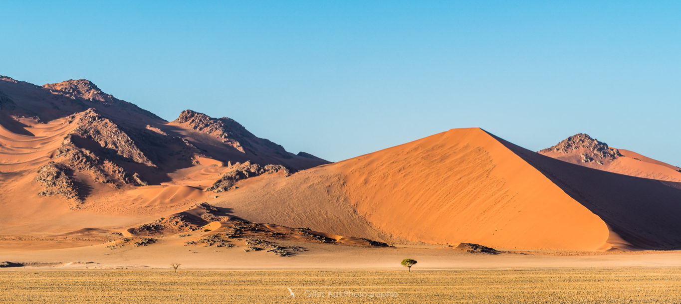 L'arbre et la dune