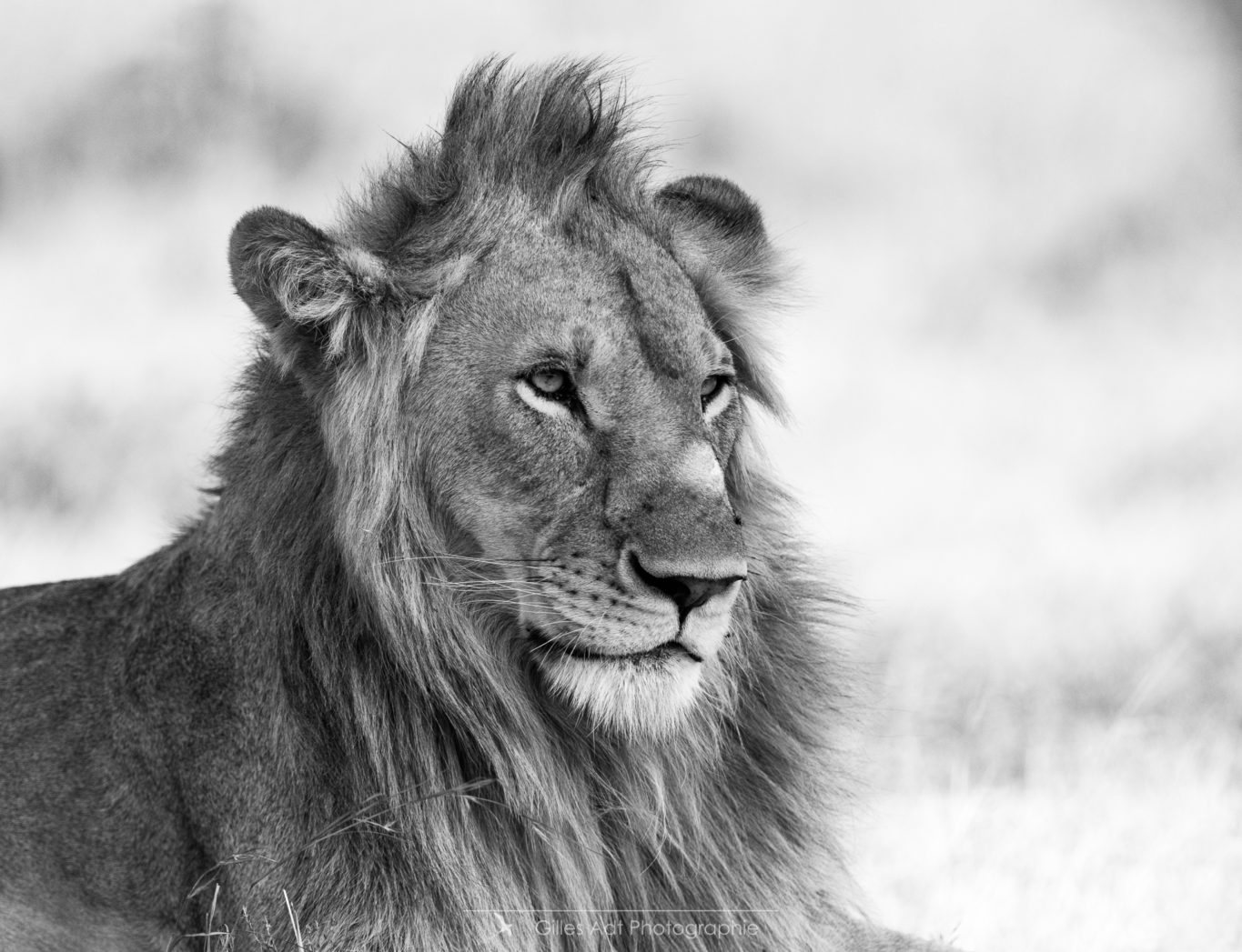 Portrait de lion