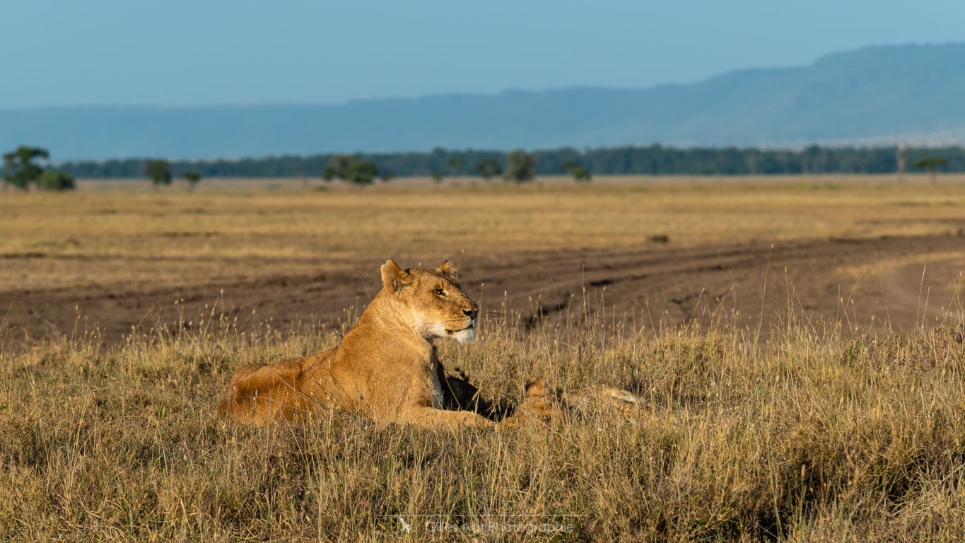 Lionne du Masai mara