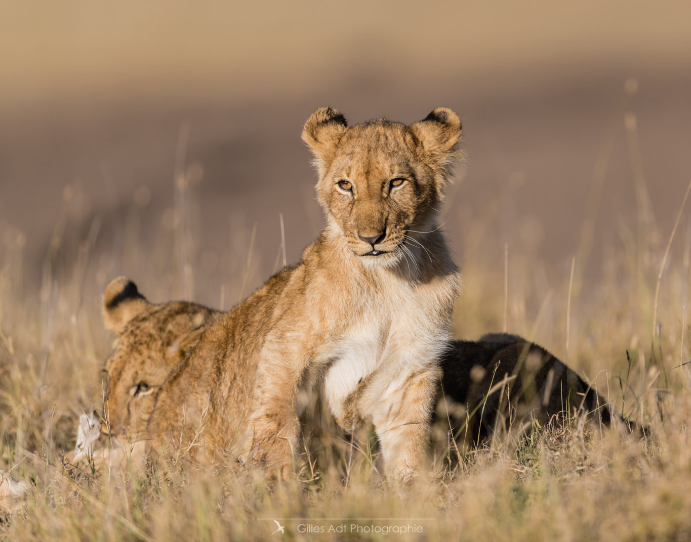 Lionceau dans la savane