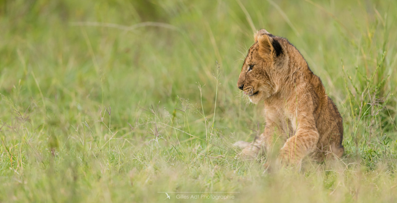 Le regard du lionceau