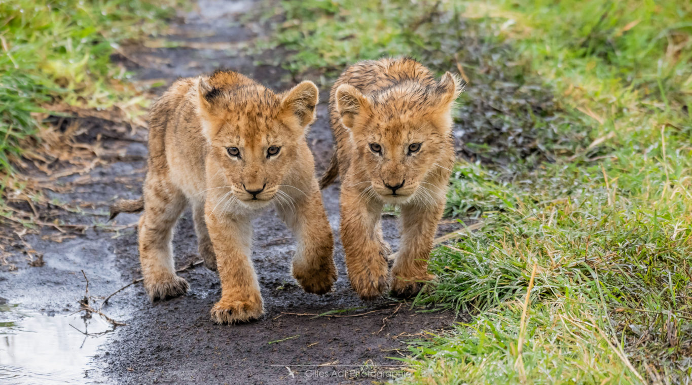 Lionceaux cheminant