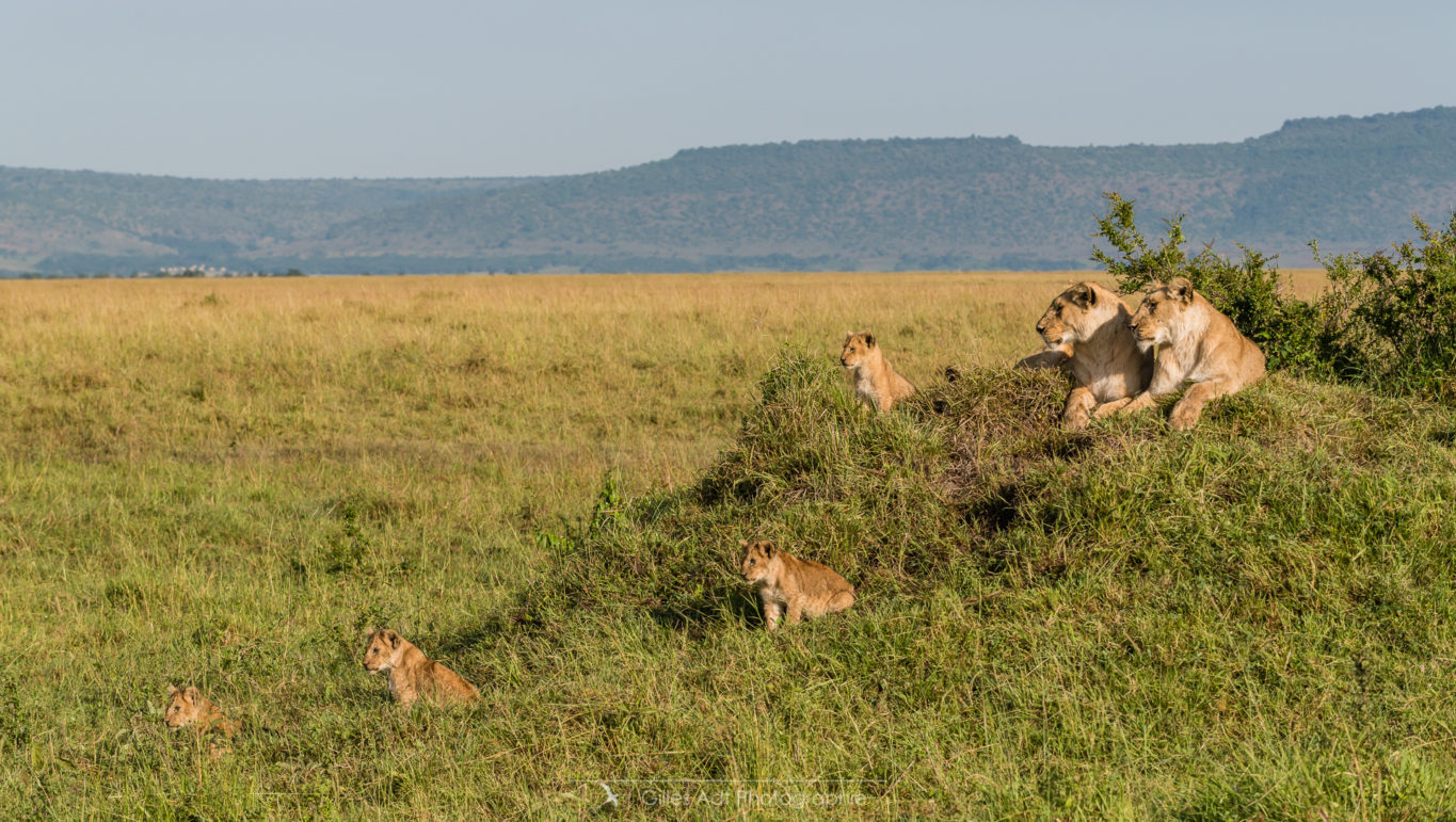 La famille lion