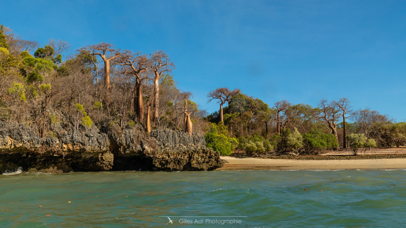 Baobabs de Moramba