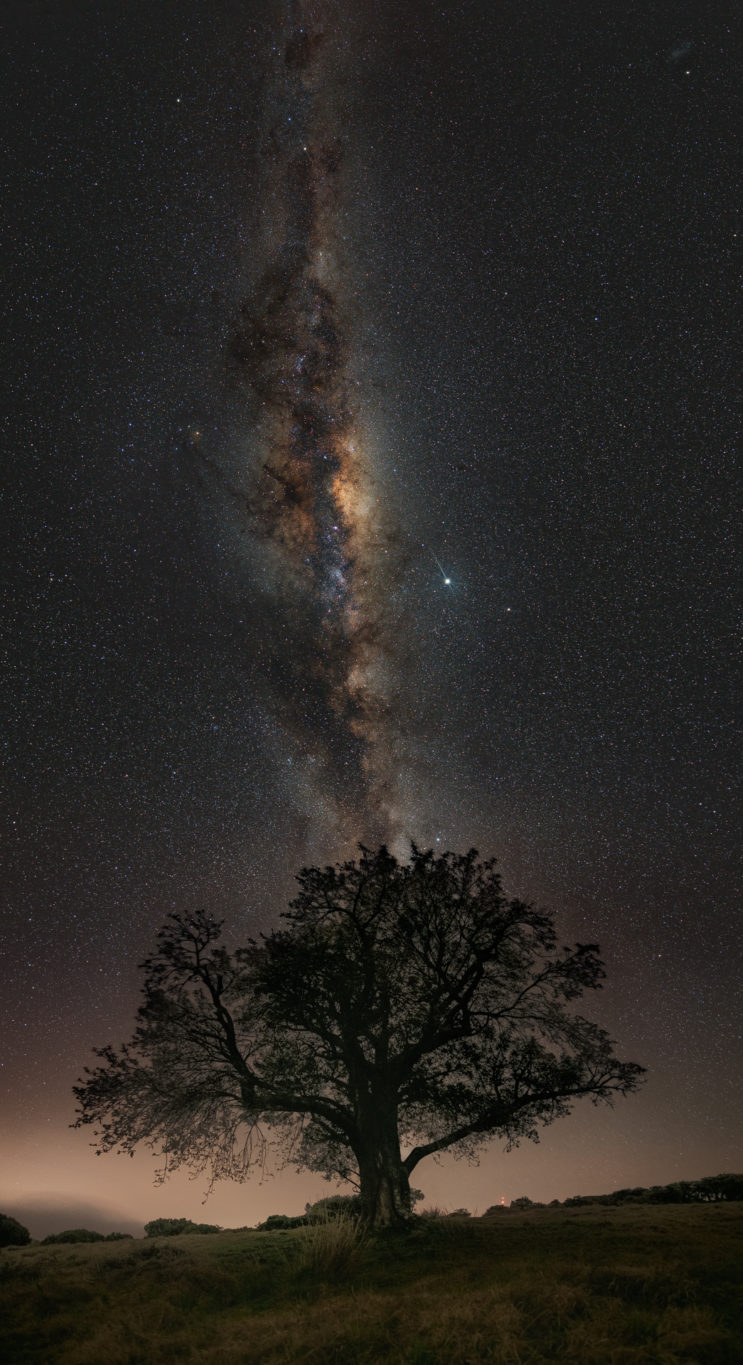 L'arbre et la Voie Lactée
