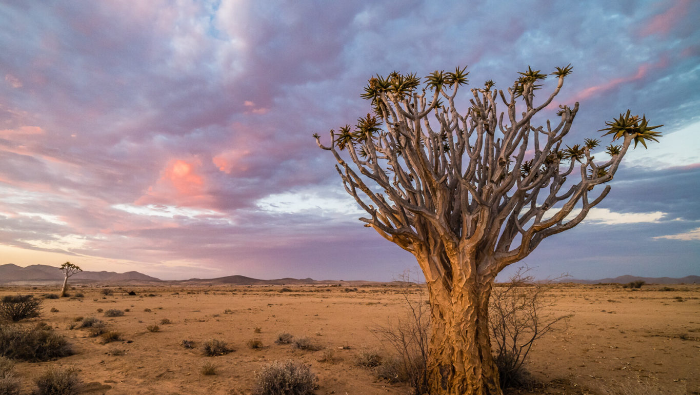 l’arbre à carquois (Aloidendron dichotomum)