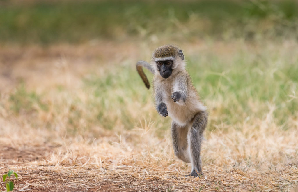 le singe vervet