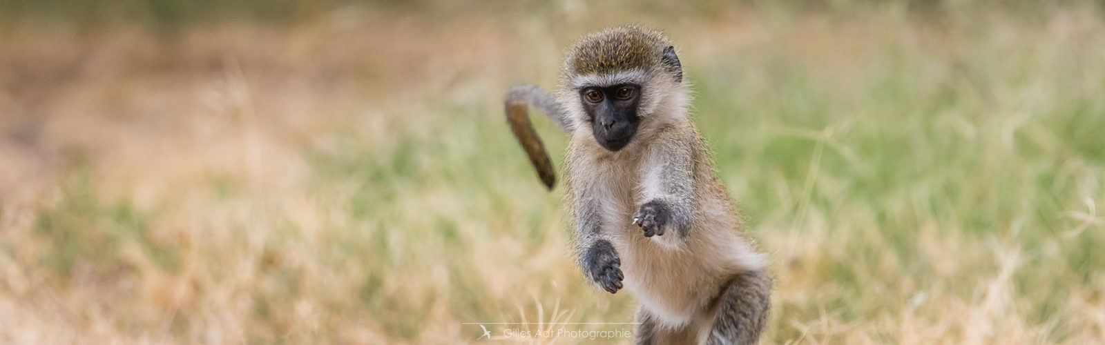 le singe vervet