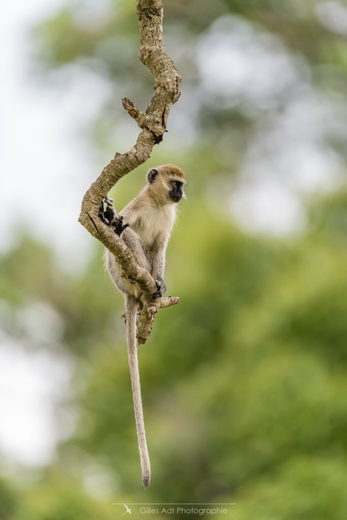 le singe vervet