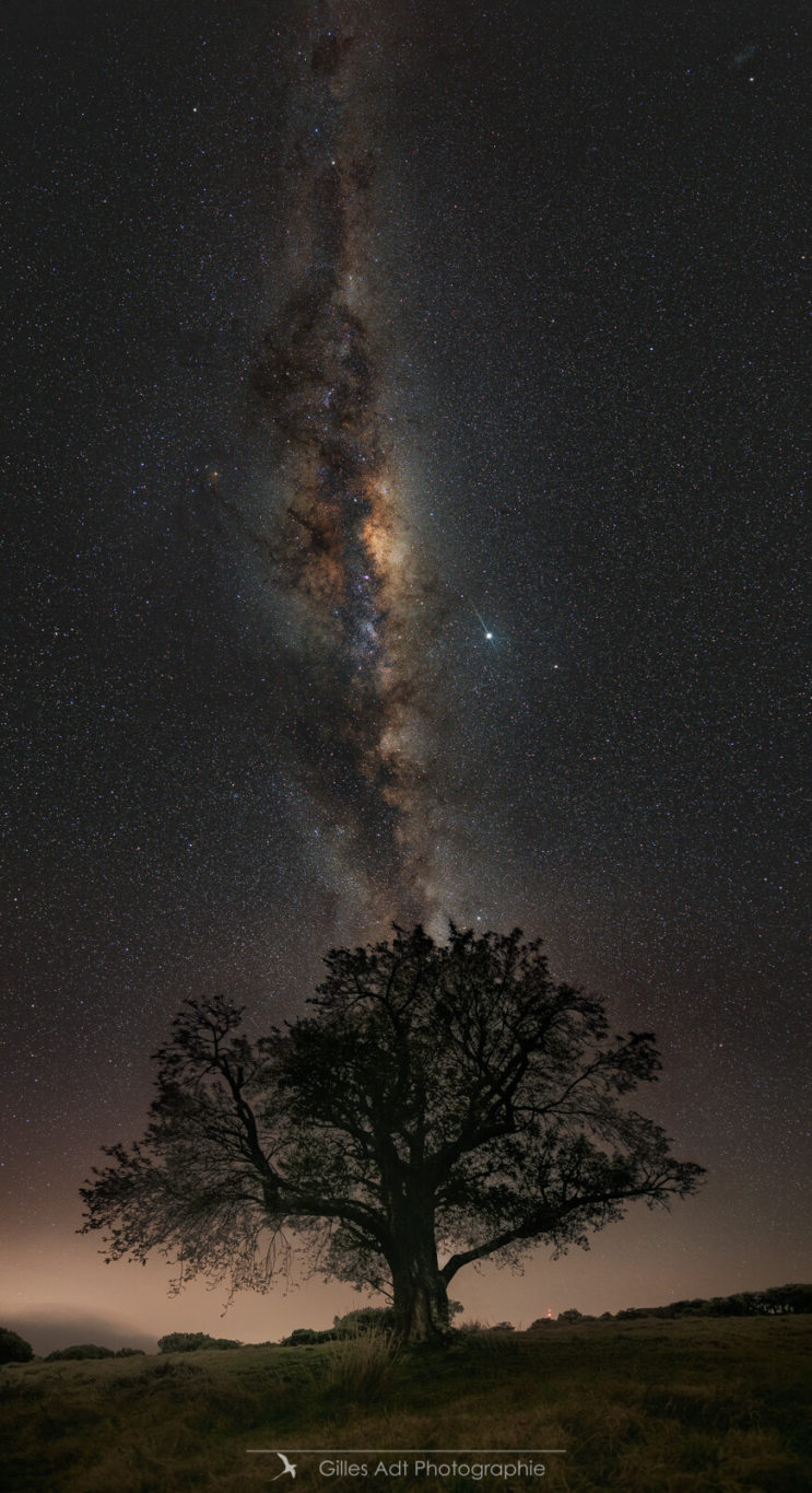 l'Arbre et la Voie Lactée