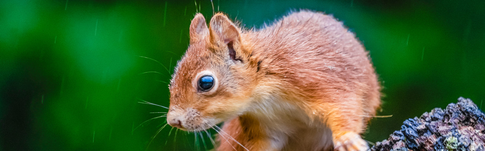 L’Écureuil roux