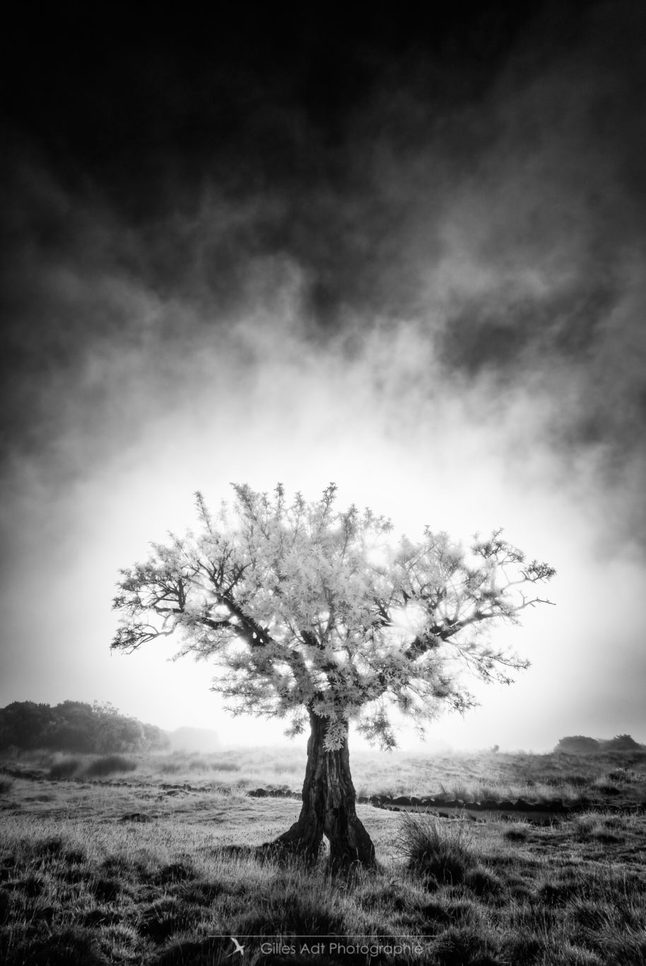 l'Arbre solitaire