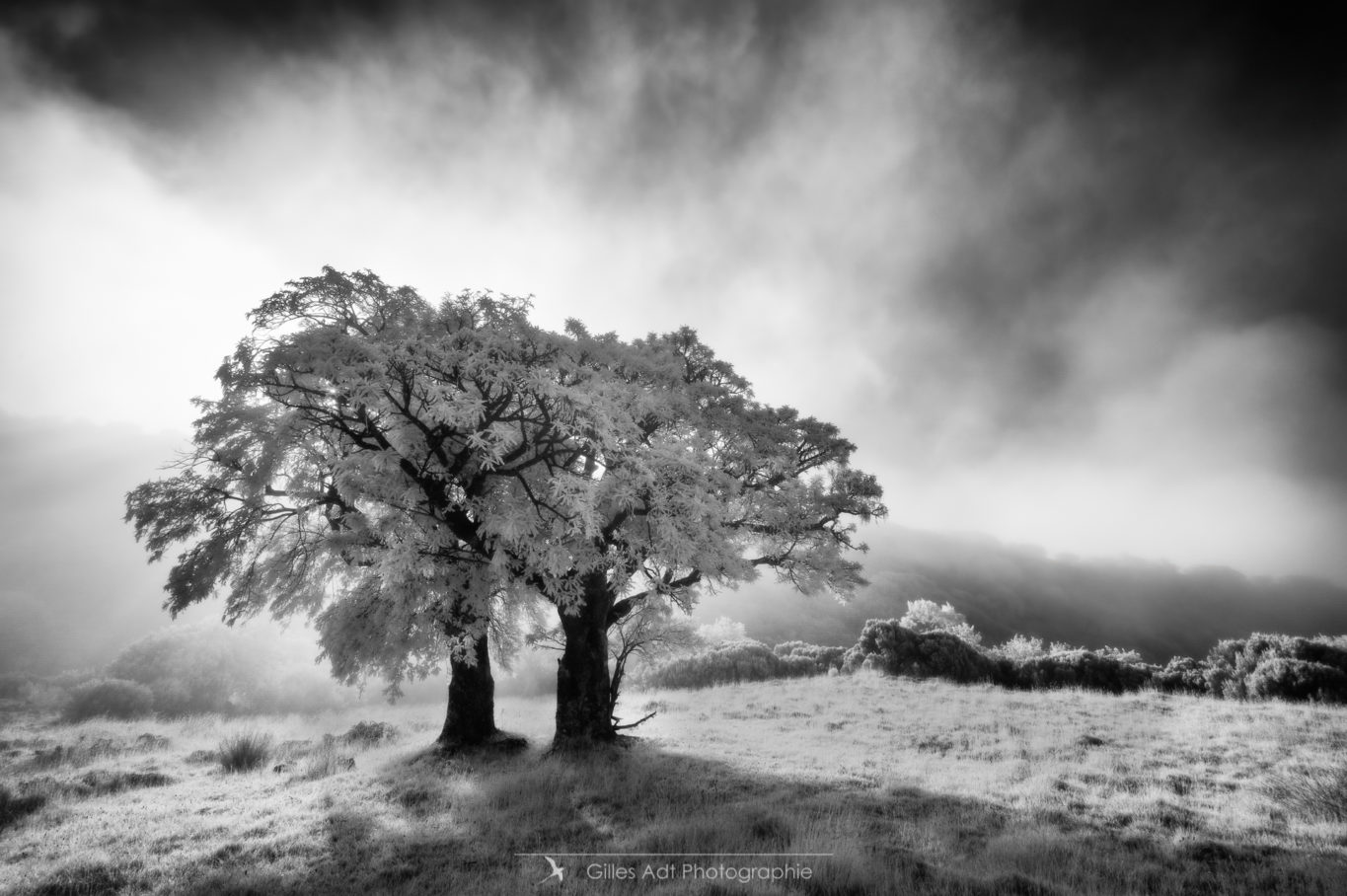 les jumeaux dans la brume