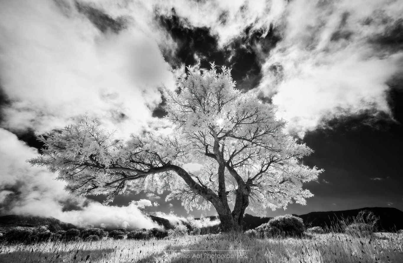 Arbre infrarouge