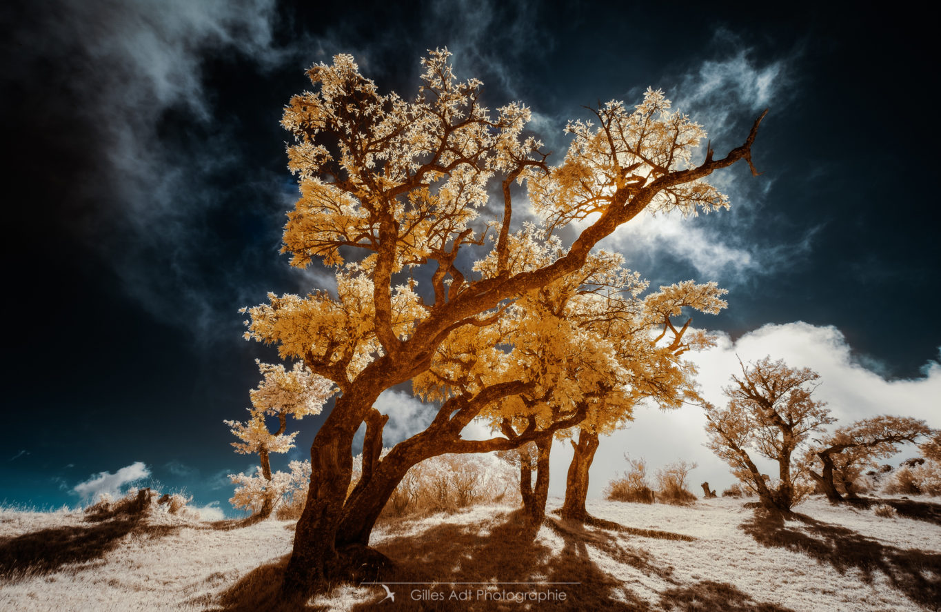 l'Ame colorée des arbres