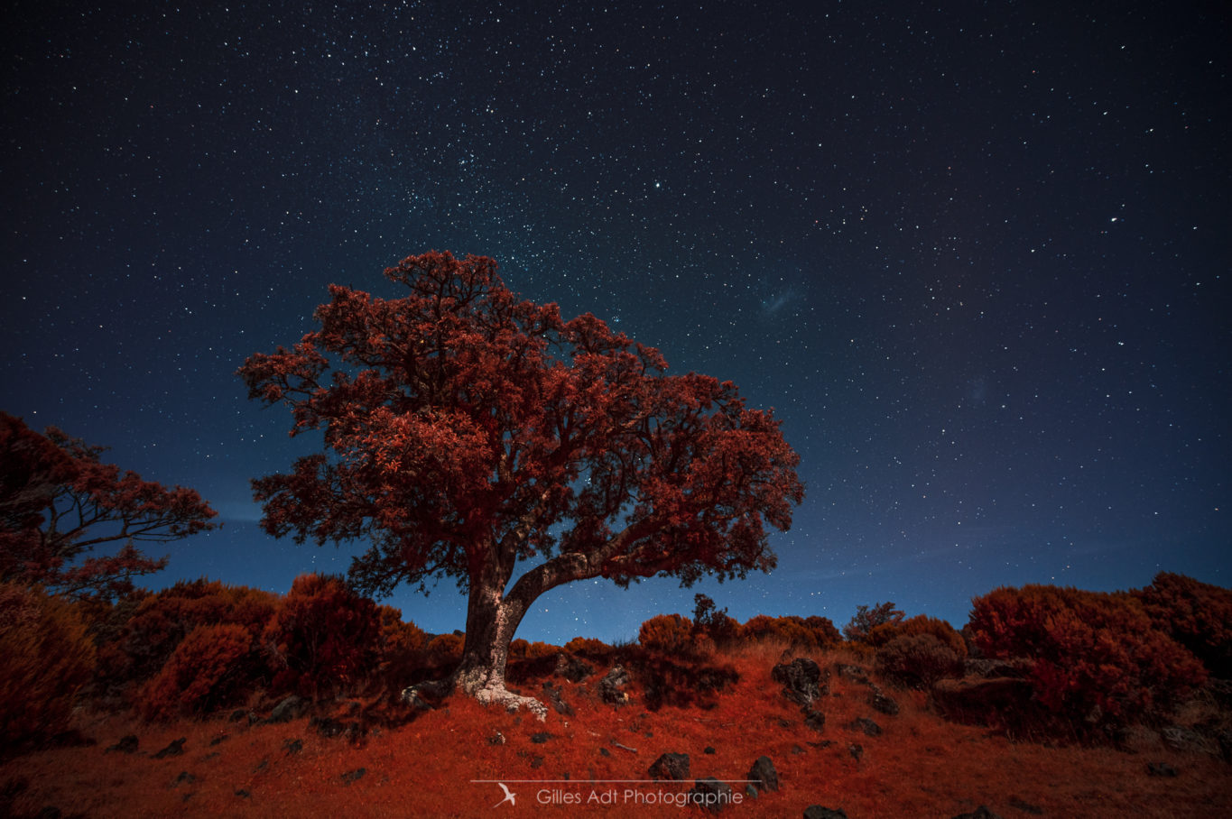 l'Arbre rouge - Nocturne