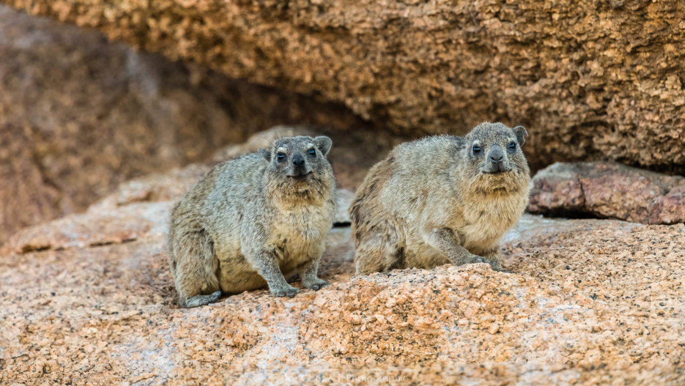 le Daman des rochers - Namibie