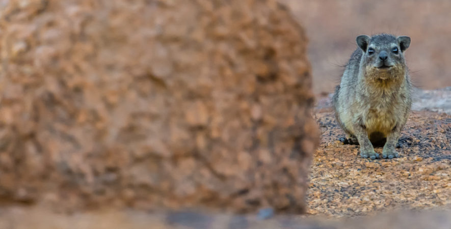 le Daman des rochers - Namibie