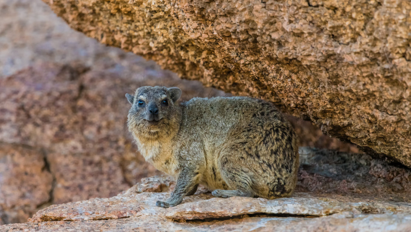 le Daman des rochers - Namibie