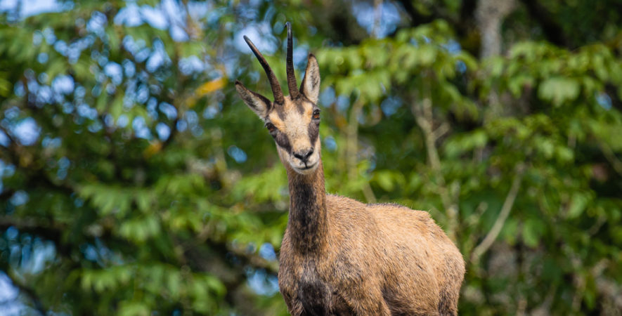 le chamois