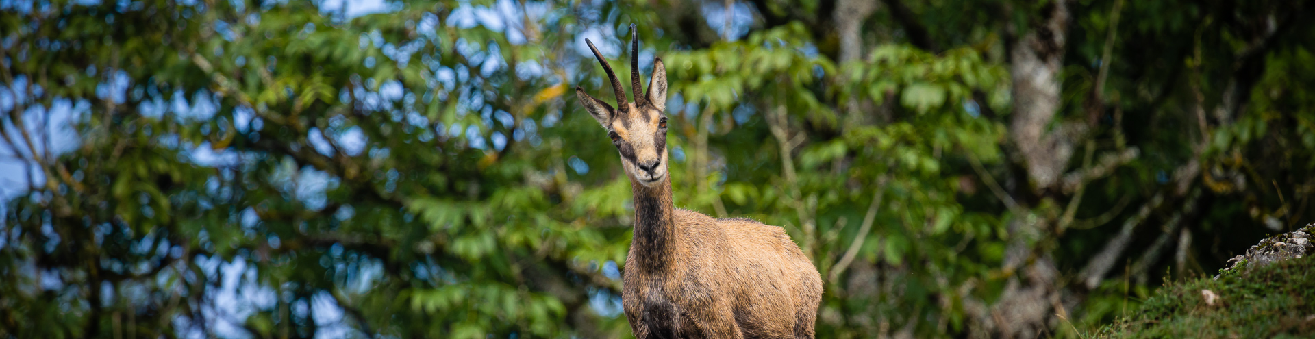 le chamois