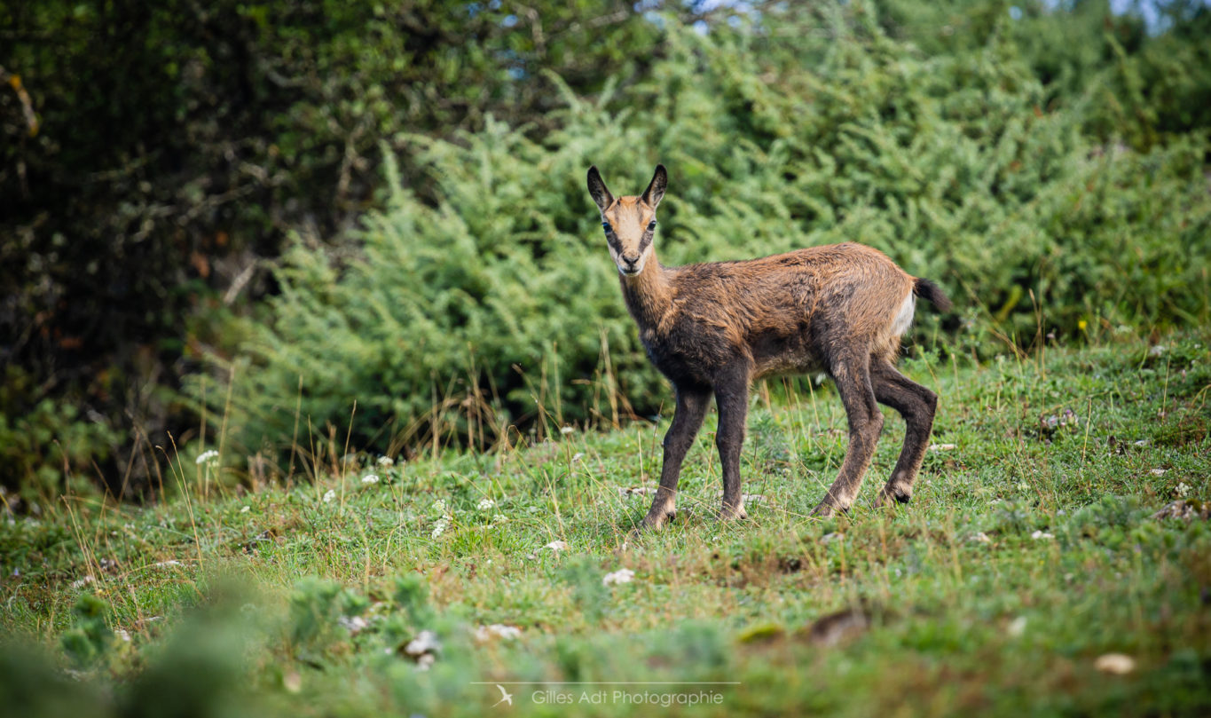 le chamois