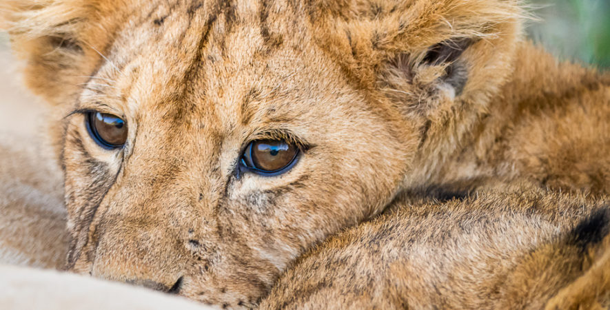 un des lionceaux du Topi pride