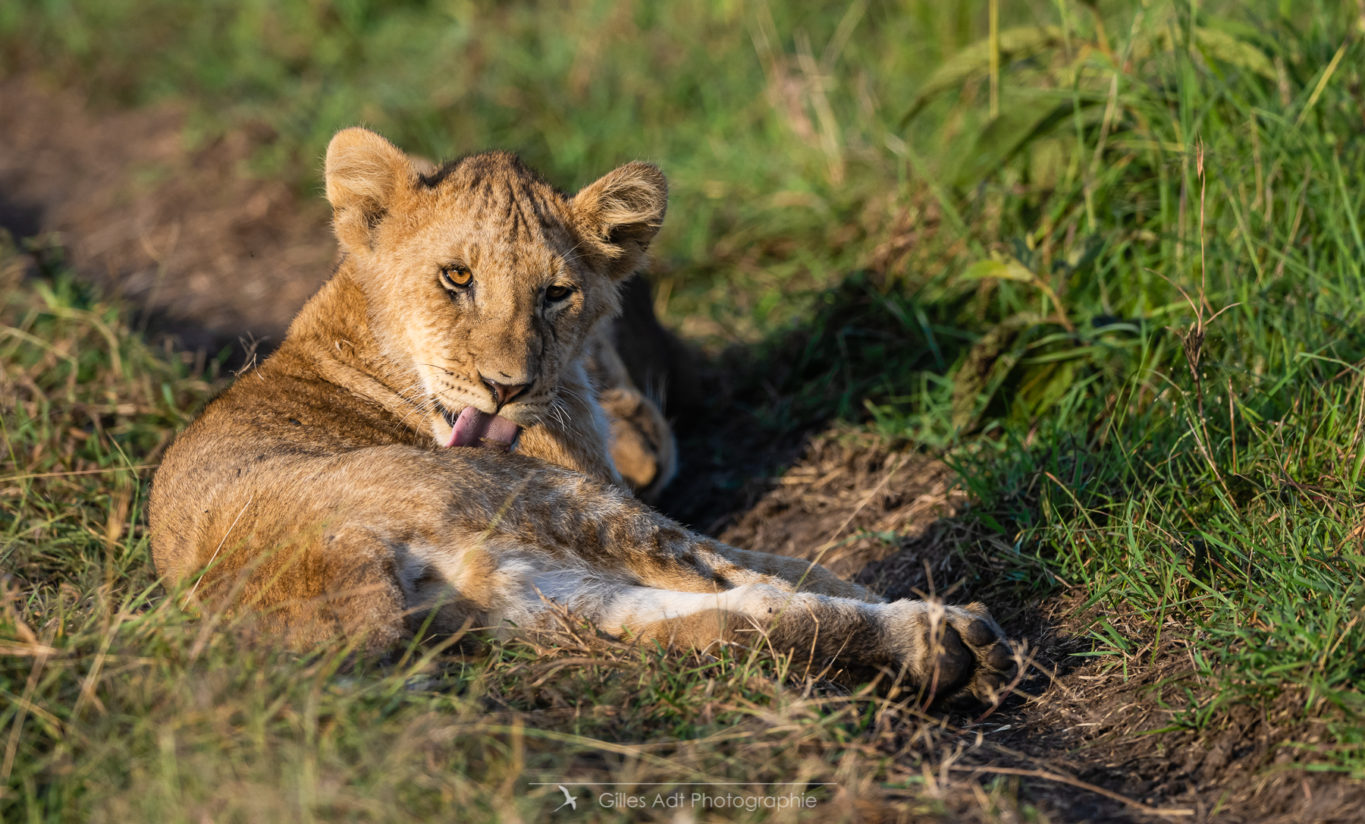 un des lionceaux du Topi pride