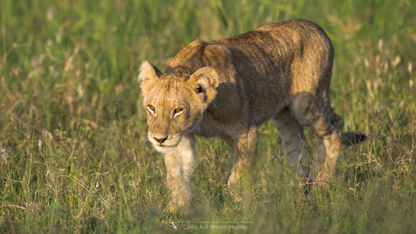 un des lionceaux du Topi pride