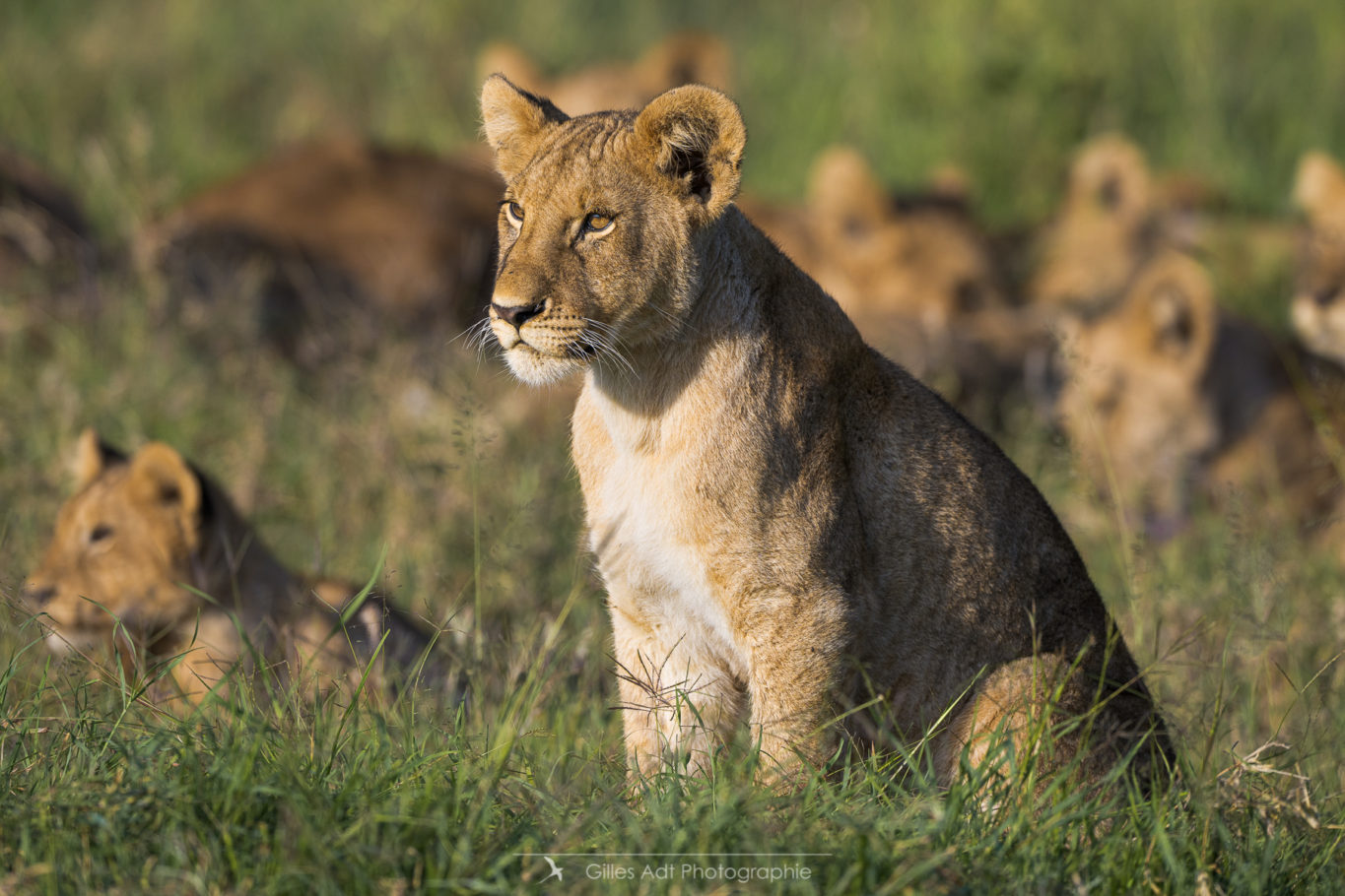 un des lionceaux du Topi pride